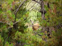 pit stop deer.webp