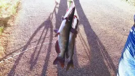 erie lake 1.webp