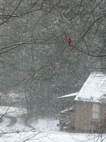 Snowbird.webp