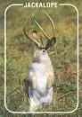images.webp