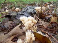 8-25-07 mushrooms 061.webp