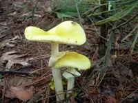 8-25-07 mushrooms 072.webp
