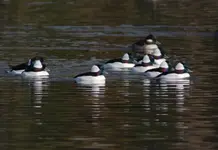 Buffleheads 10-26-07.webp
