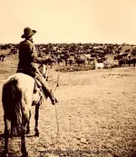 CattleRoundUp-500.webp