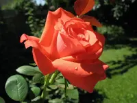 rose.webp