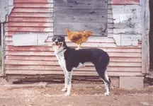 Unusual312[1].webp