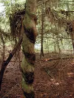 Tree.webp Tree.webp
