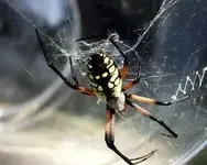 Spider.webp