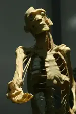 bonechop2.webp