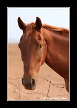 horse1.webp