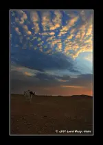 horse2.webp