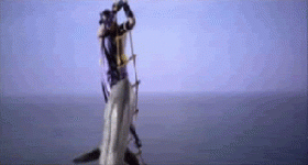 4740065+_80cd91b4178564ab36d19b47a27ced65.gif