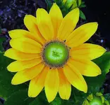 002.webp