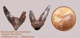 xenacanthus.webp xenacanthus.webp
