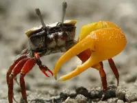 ImageUploadedByTreasureNet.com1435305347.228743.webp