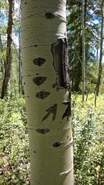 tree marking.jpg