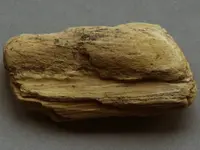 PetrifiedWood-2015-06-26-Img_6831SSS.webp