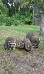 racoons.webp