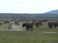 buffalo1.webp buffalo1.webp