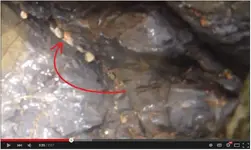Possible Gold Nugget.webp