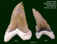 shark_Hemi_pair_labial.webp shark_Hemi_pair_labial.webp