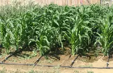 corn1.webp
