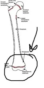 femur.webp