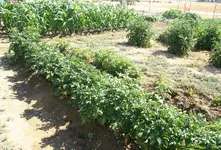 potatoes.webp