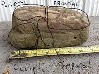 petrified brain.webp