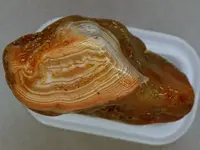 Agate-June2015-NwRedwhite-Img_6296SSS.webp