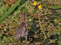 030.webp