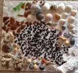 ImageUploadedByTreasureNet.com1437433910.526480.webp
