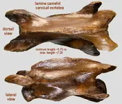 camel_cervical_vert.webp