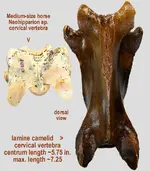 camel_cervical_comp.webp