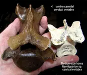camel_cervical_comp_hand.webp