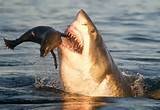 seal shark.jpg