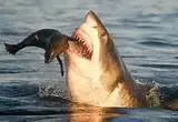 seal shark.webp