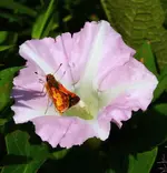 018.webp