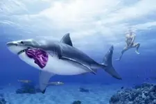 image.webp