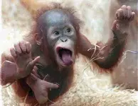 crazy-monkey.webp crazy-monkey.webp