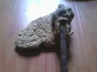 Spike Picture 009.webp