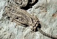 zarko-crinoid-2.webp