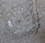 Megistocrinus200hi.webp
