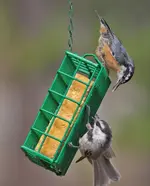 008.webp