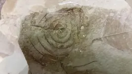 Deadman fossil 031.webp