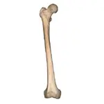 femur_right.webp