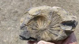 Deadman fossil 028 (800x450).webp