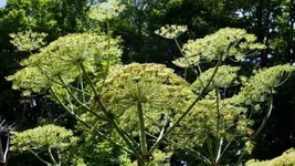 660_hogweed.webp