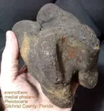 sloth_eremothere_phalanx1.75lb.webp