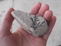 DSCF3346.webp